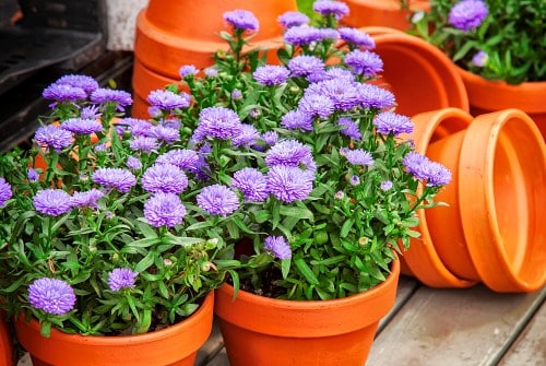 Цъфтящо цвете астра в саксии