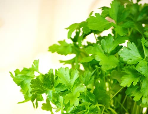 Подправка магданоз в саксия