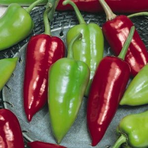 Червени и зелени чушки Куртовска капия