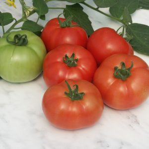 Няколко домата от сорт Реяна
