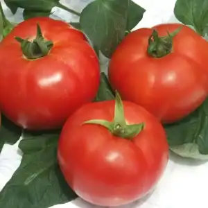 Семена на зеленчуци от Геосемселект